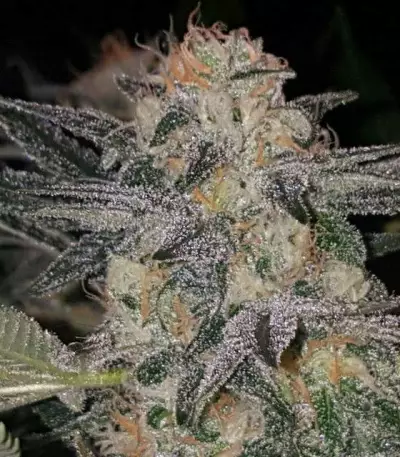 Graines de cannabis Crystal Queen (Vision Seeds)