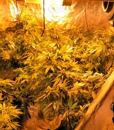 Graines de cannabis Desert Diesel (Humboldt Seeds Organization)