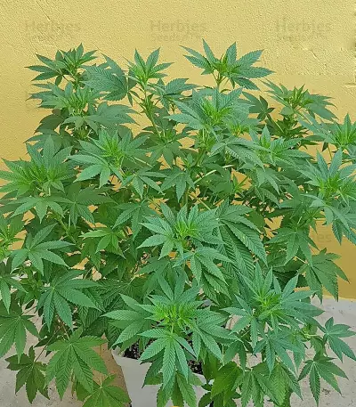 Graines de cannabis Grand Master Kush regular (Sumo Seeds)