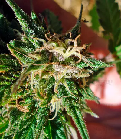 Graines de cannabis Hashberry regular (Mandala Seeds)
