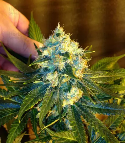 Jack Herer feminized seeds (Vision Seeds)
