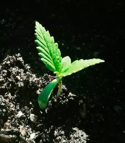 Northern Lights Seeds (Vision Seeds)
