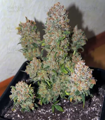 Rhino Ryder Auto (Fast Buds)