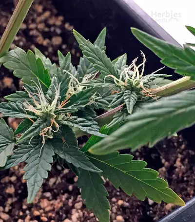 Roadrunner Autoflowering Seeds