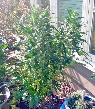 Sour Diesel Auto feminized seeds