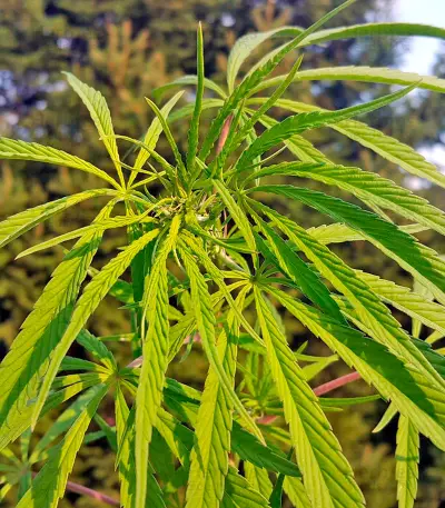 South African Kwazulu strain