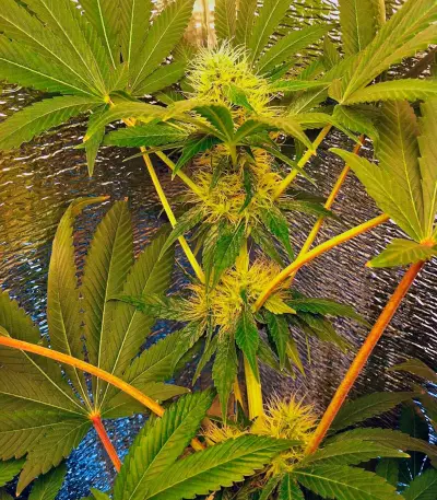 Graines de cannabis Blue Pyramid (Pyramid Seeds)