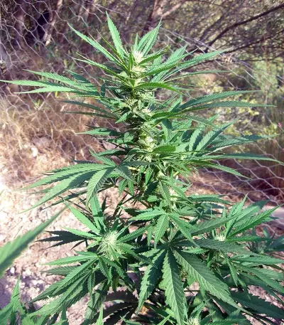 Graines de cannabis Channel + (Medical Seeds)
