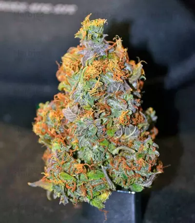 Cream Mandarine XL Auto Seeds