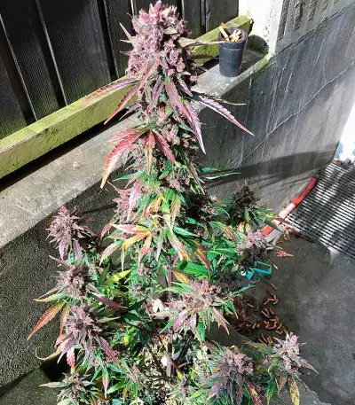 Graines de cannabis Dark Devil Auto (Sweet Seeds)