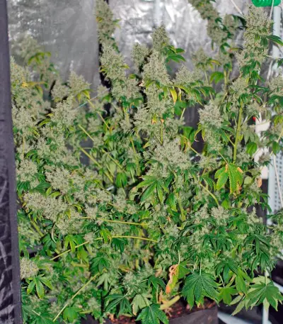 K-Train feminized seeds