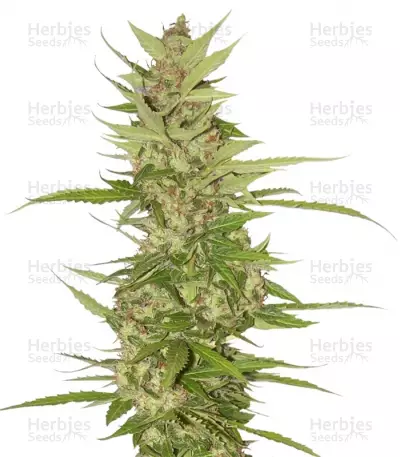 Buy Northern Lights x Big Bud Ryder feminized seeds
