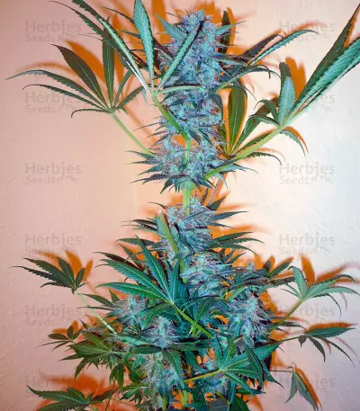 Super Haze Seeds