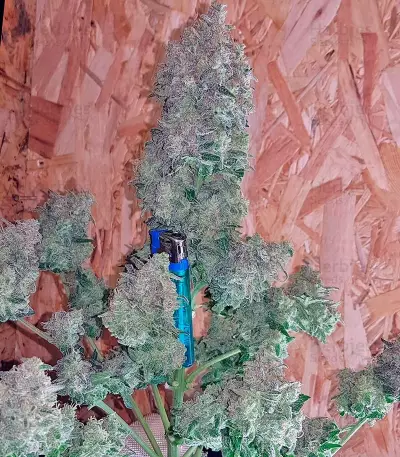 Sweet Trainwreck Auto feminized seeds