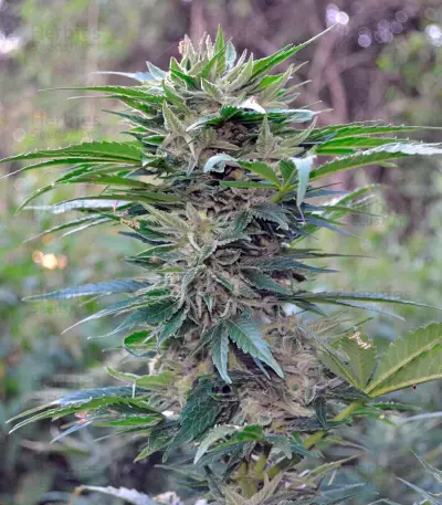 Think Big Auto feminized seeds