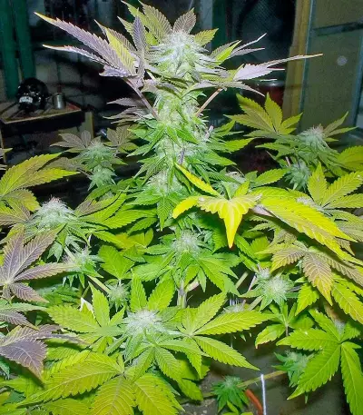 White Widow feminized seeds (Pyramid Seeds)