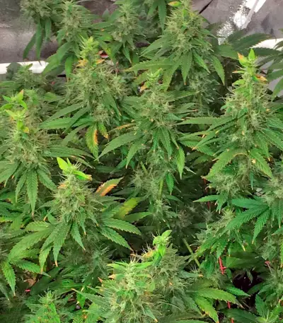 00 Kush Seeds
