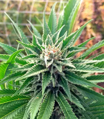 707 Truthband by Emerald Mountain