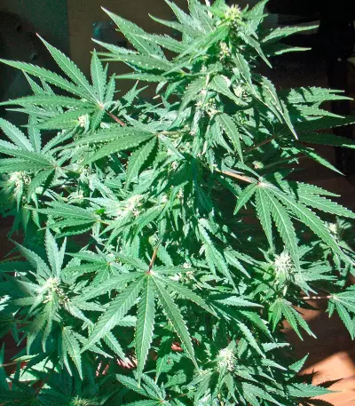 AK-47 Seeds