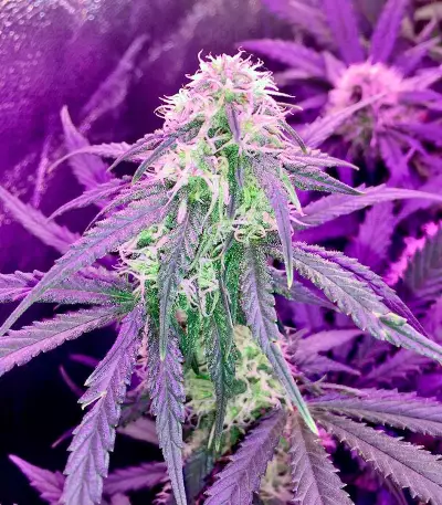 Auto Bubble Gum Seeds