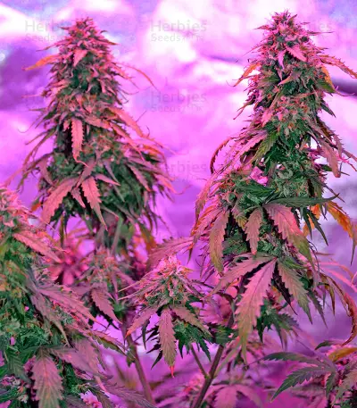 Auto Northern Lights Seeds (00 Seeds)