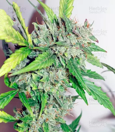 CBD Auto Compassion Lime Seeds