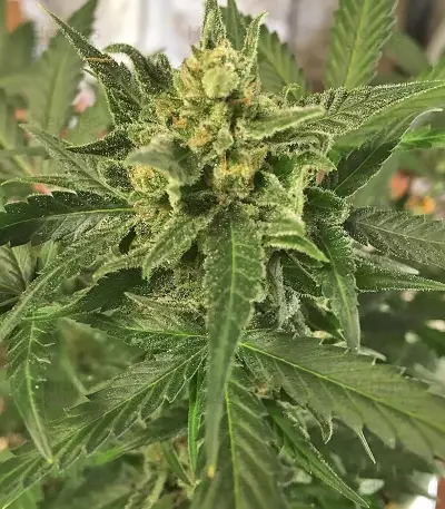 Green Crack Auto Seeds