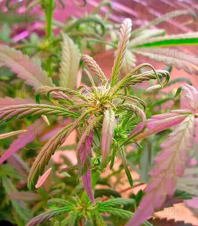 Kush`N`Cheese Autoflowering Seeds