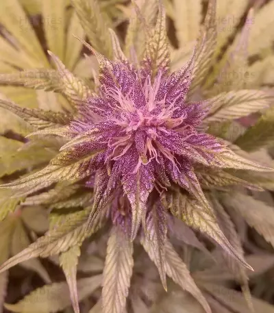 Graines féminisées de LSD-25 Auto (Fast Buds)