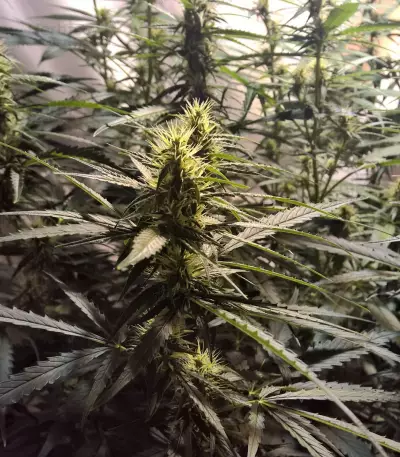 Semi femminizzati di Lemon Kush (Semi femminili)