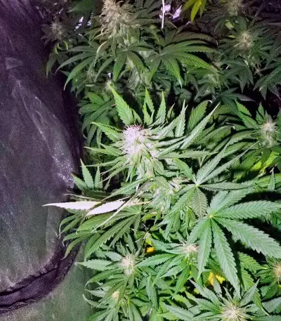 Magic Bud feminized seeds