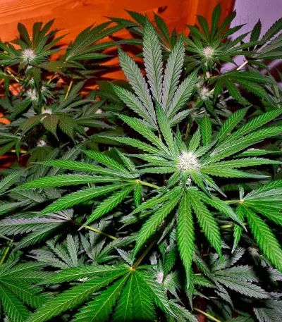 Night Queen feminized seeds