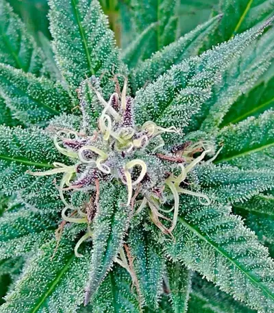 Kiss (Kannabia Seeds)