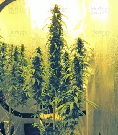 Semi femminizzati Royal Medic CBD (Royal Queen Seeds)