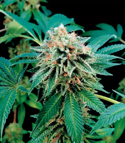 Shark Attack (Dinafem Seeds)