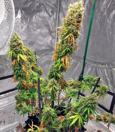 White Strawberry Skunk feminized seeds