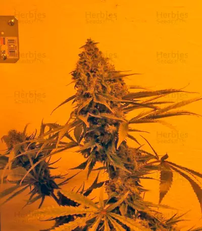 Yumbolt 47 feminized seeds