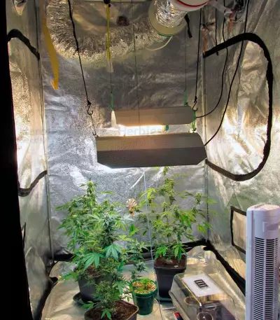 Big Devil Auto (Sweet Seeds)