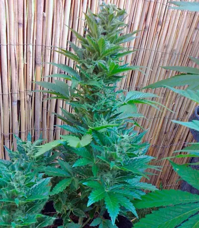 Malana Bomb Auto fem seeds