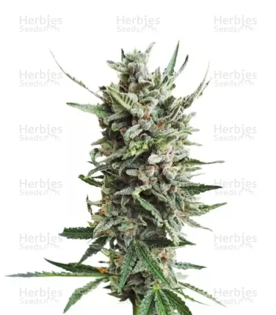 Graines de cannabis Auto Critical Hog (T.H. Seeds)