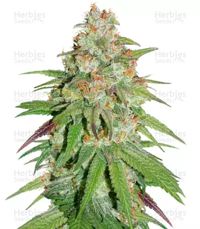 Glueberry O.G. (Dutch Passion) Cannabis-Samen