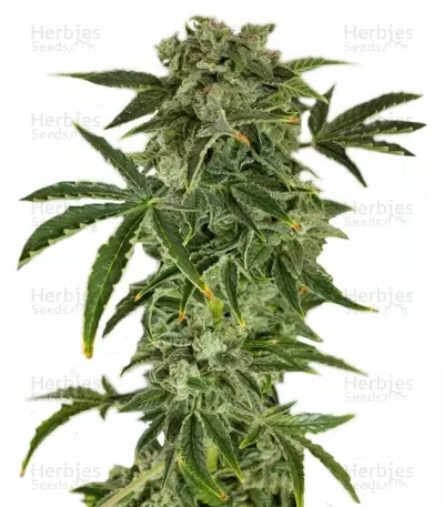 Graines de cannabis Haze Autoflowering (Dinafem Seeds)