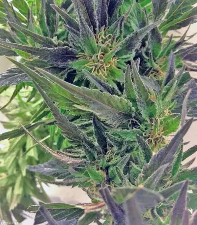 Semi femminizzati Easy Sativa