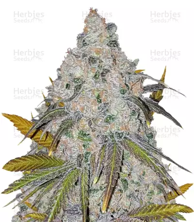 White Caramel Cookie (Sumo Seeds)