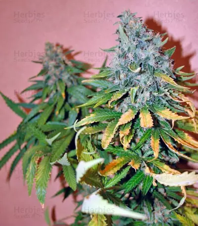 Sweet Tai (Sweet Seeds)