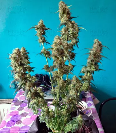 Auto Blue Pyramid strain