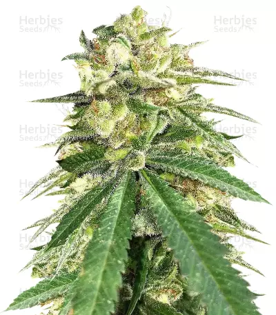 Graines de cannabis Auto White Widow x Big Bud (Female Seeds)