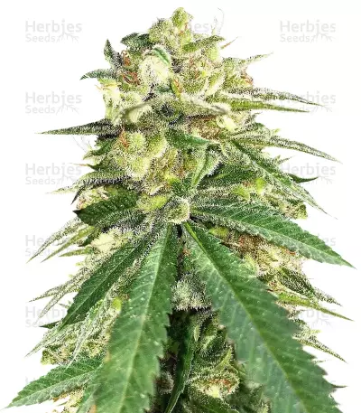 Buy Auto White Widow x Big Bud feminized seeds