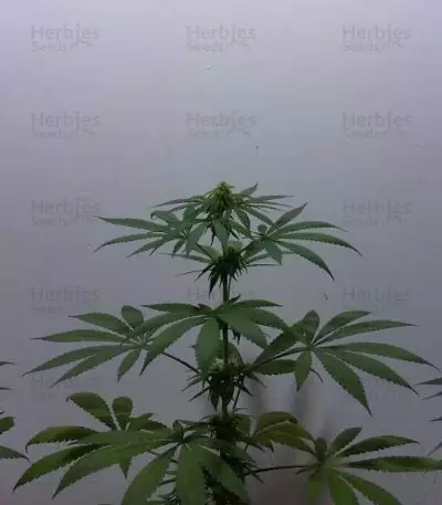 Graines de cannabis Bona Dea CBD+ (Vision Seeds)