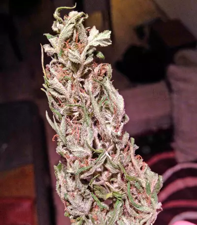 Critical Jack Autoflowering Seeds